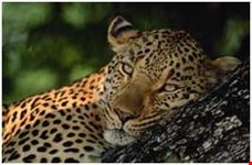 kruger park3