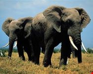 nairobi flying safari3