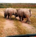 cape town safaris3