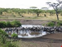 arusha serengeti