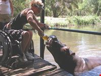 johannesburg wheelchair traveller misha with jessica the hippo