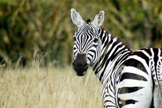 Ghana Safaris Ghana Safaris