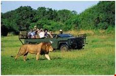 kruger park4