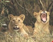 nairobi flying safari4