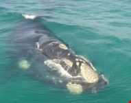 cape town safaris4