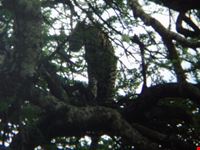arusha leopard