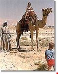 jerusalem camel rides with the bedouin