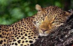 nairobi african spice safaris african safari company