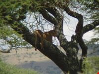 arusha lioness of the tree