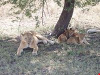 arusha lion pride
