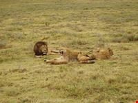 arusha lion on feel