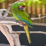 naples naples zoo at caribbean gardens