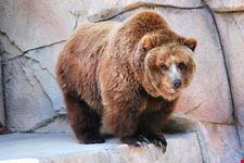 A grizzly bear at the Henry Vilas Zoo