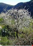 granada blossom tree