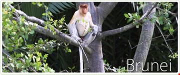 bandar seri begawan proboscis monkey of brunei