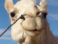 ghadhames ghadames desert