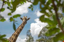nairobi giraffe center