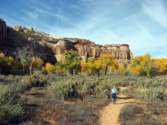 Cottonwood