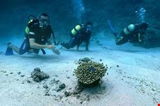 rodrigues island diving rodrigues