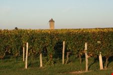 bordeaux entre-deux-mers vineyard