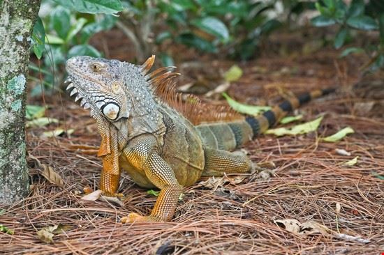 Jungle Island ©gary718 - Shutterstock ©gary718 - Shutterstock ©gary718 - Shutterstock