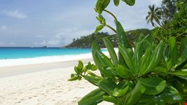 praslin tropical leafs and white sand