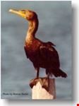 vancouver cormorant