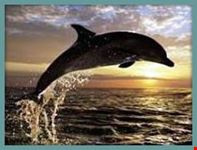 zanzibar dolphin tour in zanzibar