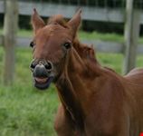 christchurch horse riding