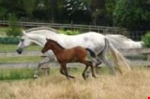christchurch horse riding 2