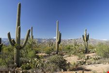Cactus forest