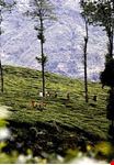 Tea Garden