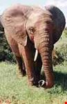 Addo National Park Safari
