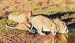 Addo National Park Safari