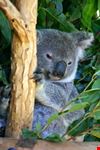 Lone Pine Koala Sanctuary