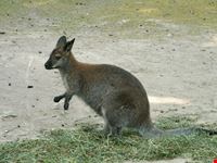 Cleland Conservation Park