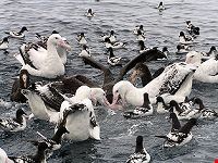 Albatross feeding time, New Zealand