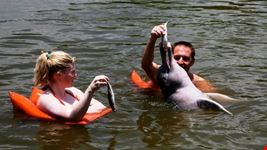 manaus amazon dolphin
