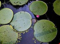 manaus victoria regia