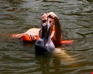 manaus gray dolphin