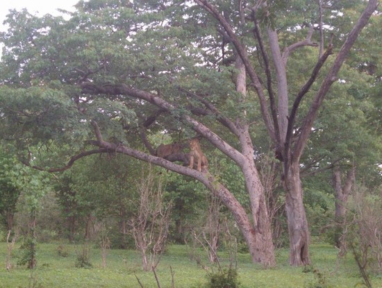Two lionesses relax in a tree