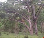 Two lionesses relax in a tree Two lionesses relax in a tree