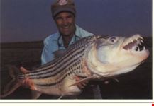 lusaka tiger fish caught on the zambezi river