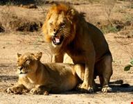 lusaka lions mating