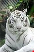 west palm beach sabi a white tiger living at the sanctuary