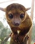 west palm beach kinkajou