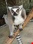 west palm beach kosmo  is a ring tailed lemur