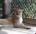 west palm beach florida panther