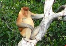 kuala lumpur prosbosic monkey