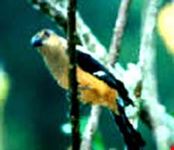kuala lumpur sundra treepie